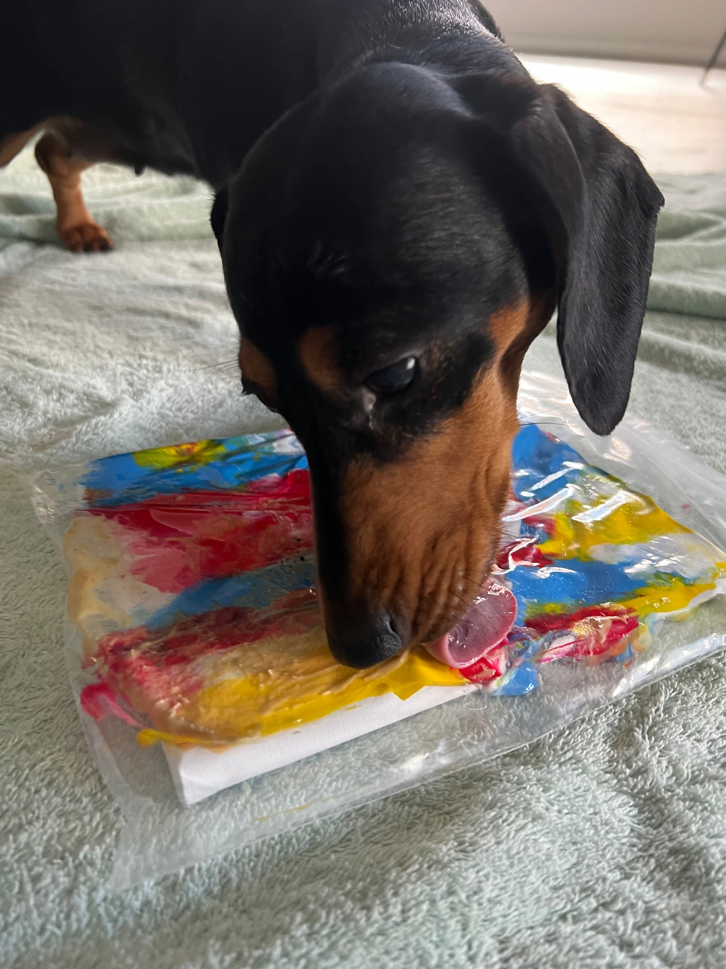 Paw-some Primary Palette Pupcasso Paint Kit