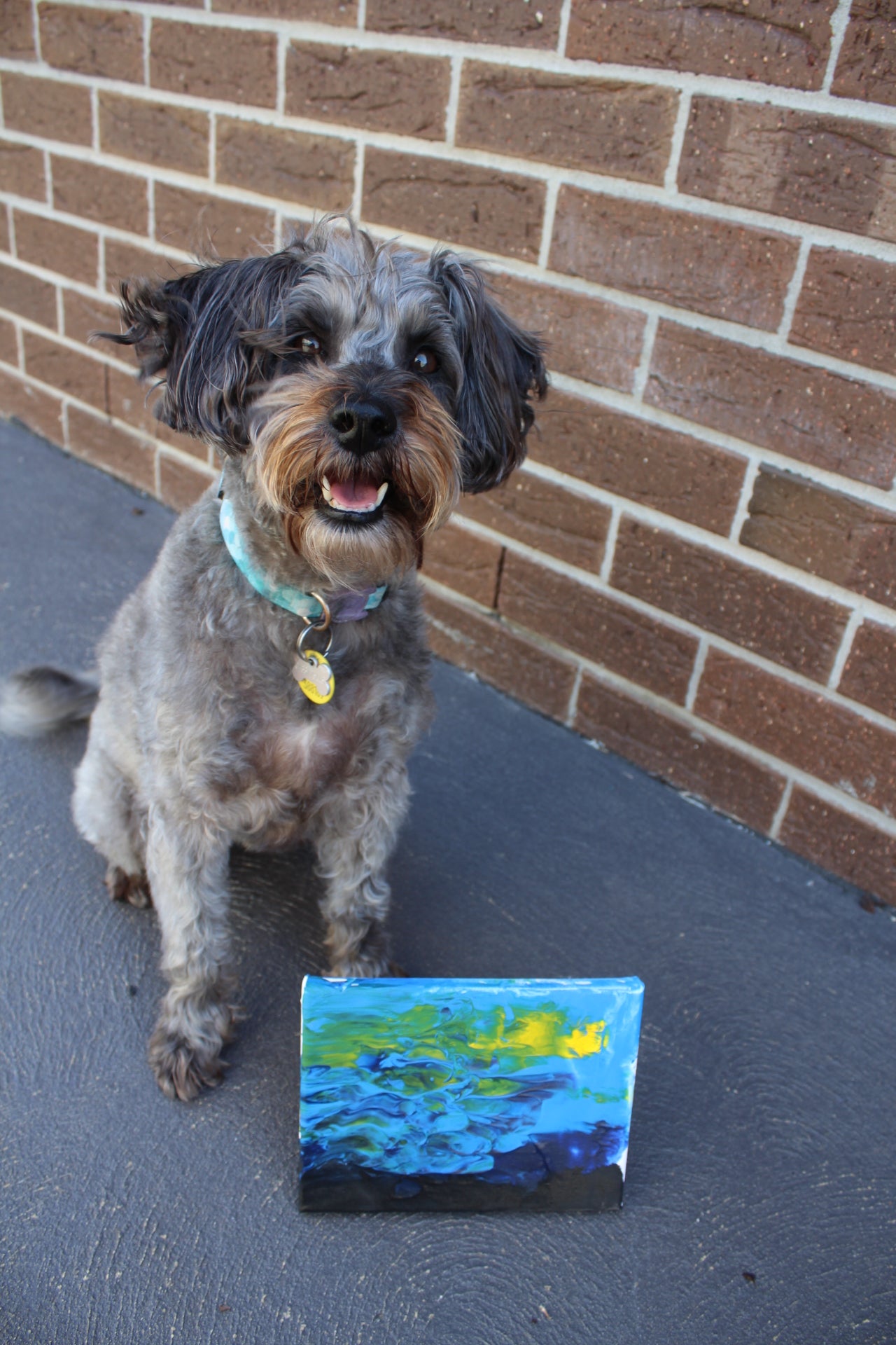 Starry Night Pupcasso Paint Kit